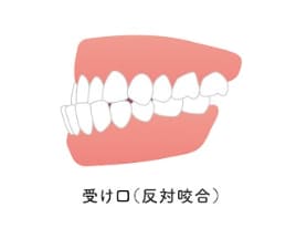ortho